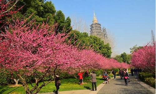 常州红梅公园植物调研小结300,常州红梅公园植物