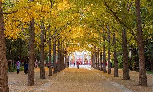 北京地坛公园银杏最佳观赏期在即,北京地坛公园银杏大道