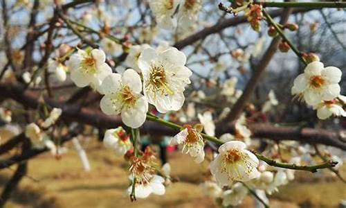 香雪公园的梅花什么时候开_2021年香雪公园梅花开了吗