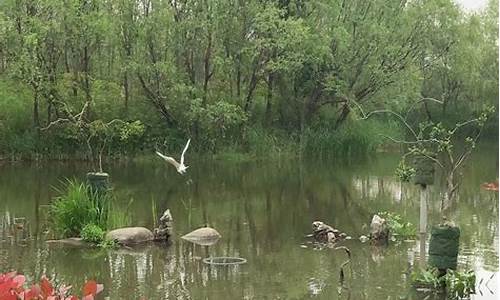 新江湾城 钓鱼,新江湾城公园钓鱼