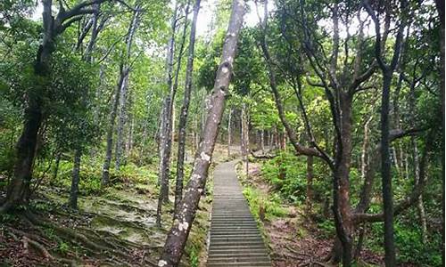 梧桐山旅游攻略二日游路线,梧桐山旅游攻略二日游路线图片