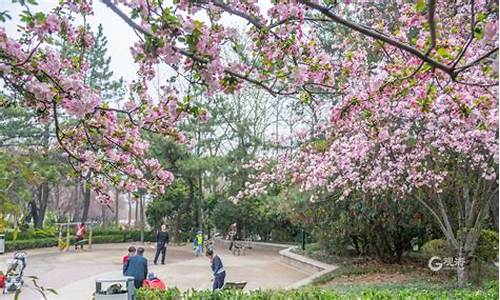 李村公园海棠花_李村公园花卉市场