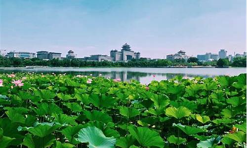 厦门莲花公园附近美食_厦门莲花公园简介