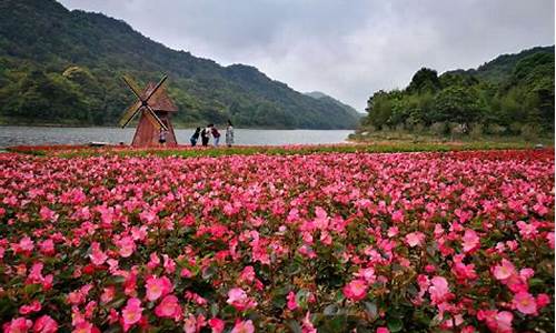 石门森林公园天池花海,石门森林公园天池花海有什么花草