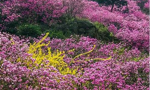 青岛清明节适合去哪里旅游_青岛清明节旅游攻略