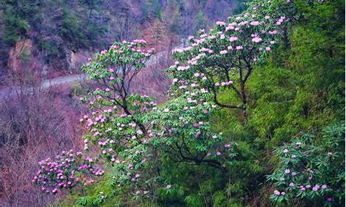 木王森林公园杜鹃花-木王森林公园杜鹃花开了吗