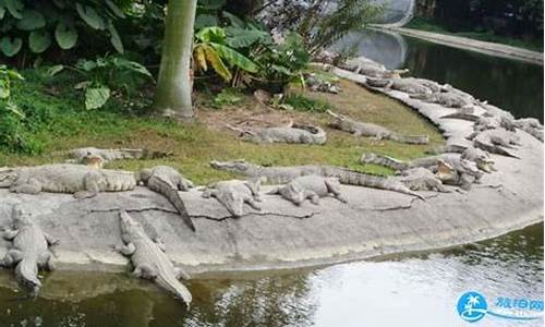 广州鳄鱼公园门票,广州鳄鱼动物园馆