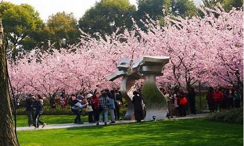 闵行公园有樱花吗现在_闵行公园有樱花吗现